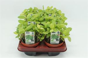 Bild von Basilicum Thaise